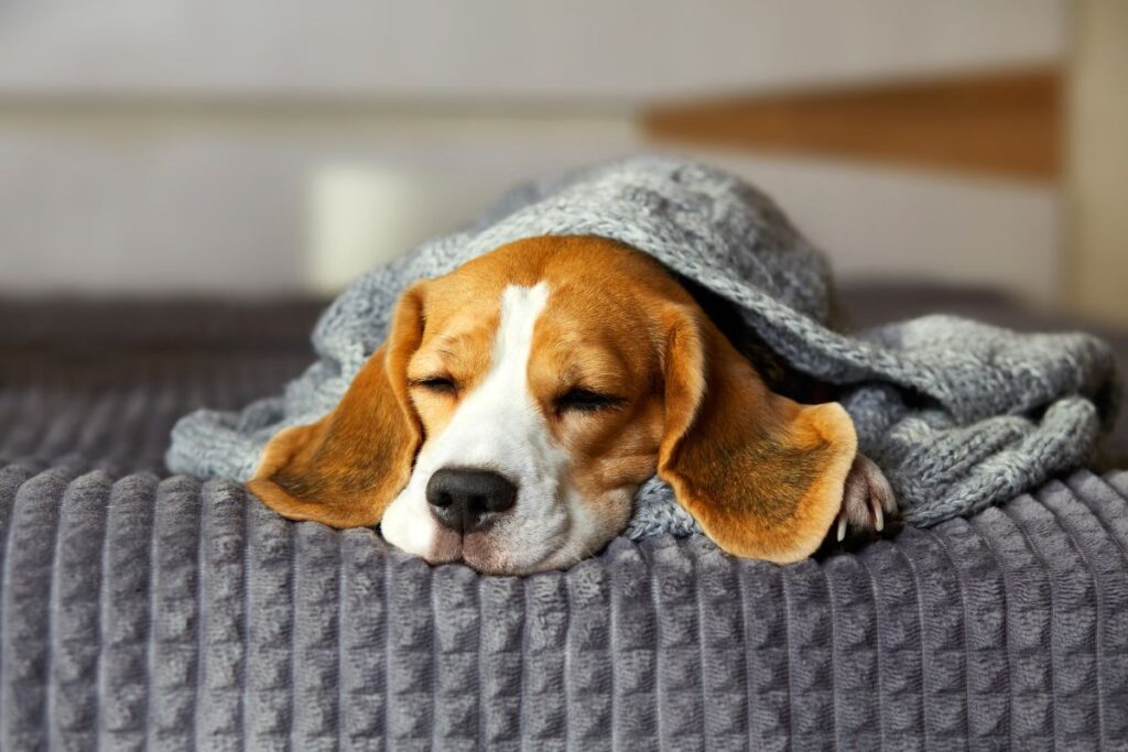 onde-os-cachorros-devem-dormir-em-dias-frios,-segundo-veterinario