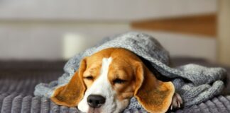 onde-os-cachorros-devem-dormir-em-dias-frios,-segundo-veterinario