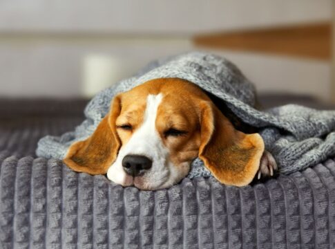 onde-os-cachorros-devem-dormir-em-dias-frios,-segundo-veterinario