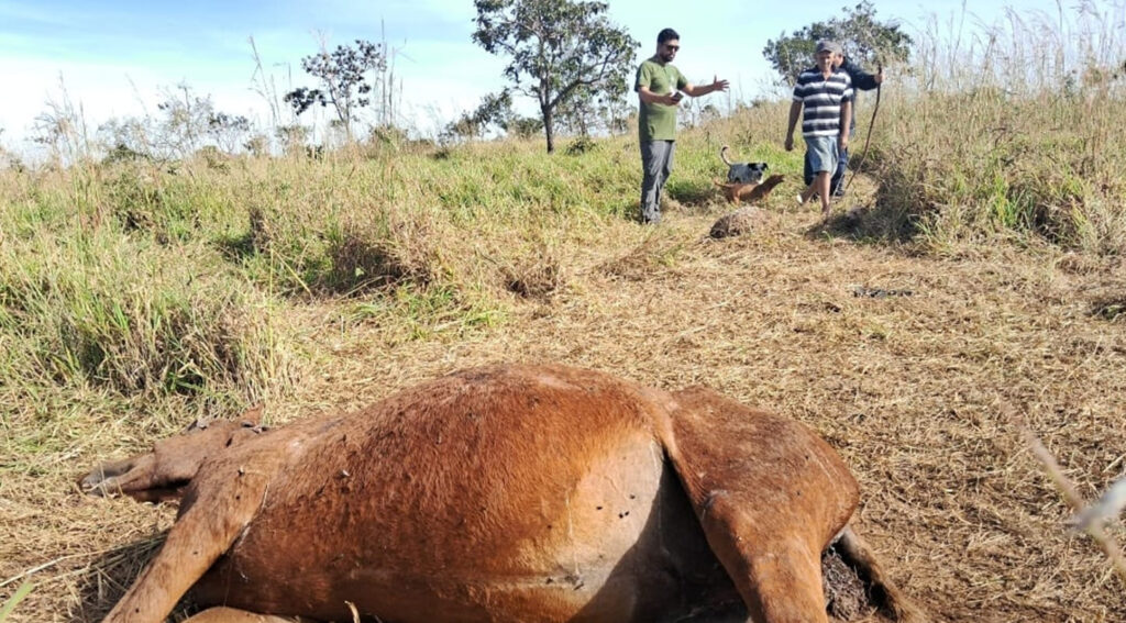 video:-oncas-atacam-e-matam-egua-dentro-de-fazenda-no-df