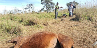 video:-oncas-atacam-e-matam-egua-dentro-de-fazenda-no-df