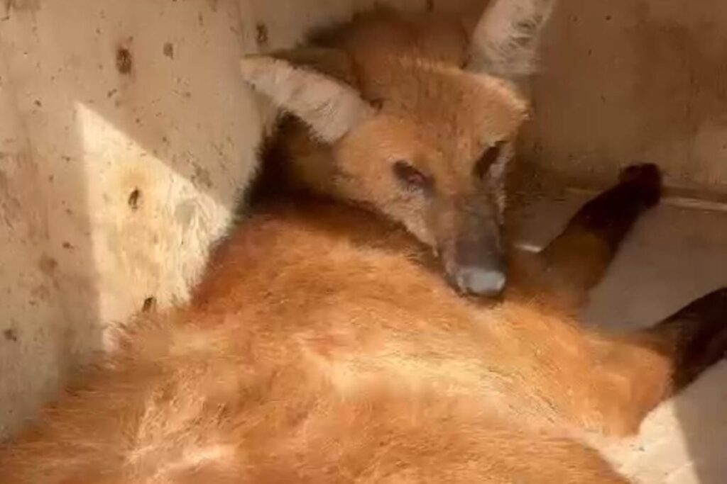 video:-lobo-guara-e-resgatado-apos-ser-atropelado-em-estrada-de-sp