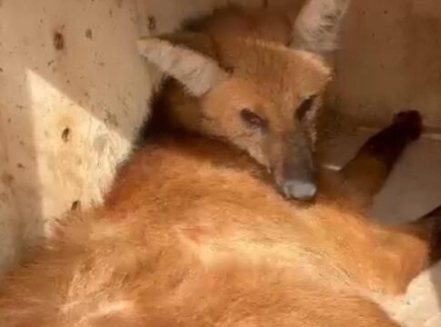 video:-lobo-guara-e-resgatado-apos-ser-atropelado-em-estrada-de-sp