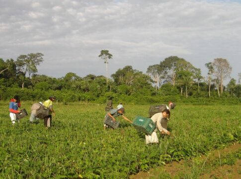 cmn-reduz-para-r$-200-mil-limite-de-enquadramento-no-proagro