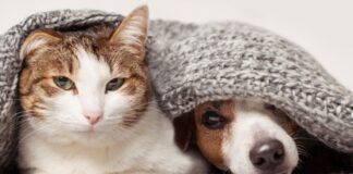 frio-faz-mal-a-pele-dos-pets;-veterinario-ensina-como-protege-los