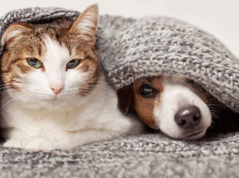 frio-faz-mal-a-pele-dos-pets;-veterinario-ensina-como-protege-los
