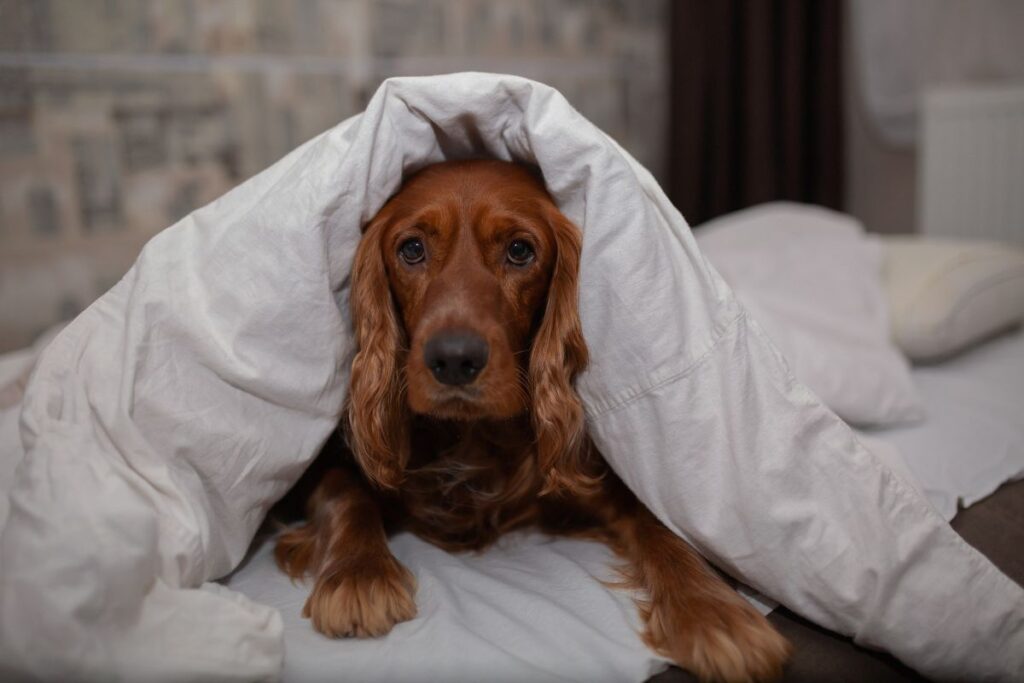 veja-sinais-de-que-seu-cachorro-esta-sofrendo-com-o-frio
