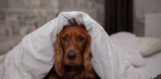 veja-sinais-de-que-seu-cachorro-esta-sofrendo-com-o-frio
