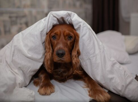 veja-sinais-de-que-seu-cachorro-esta-sofrendo-com-o-frio