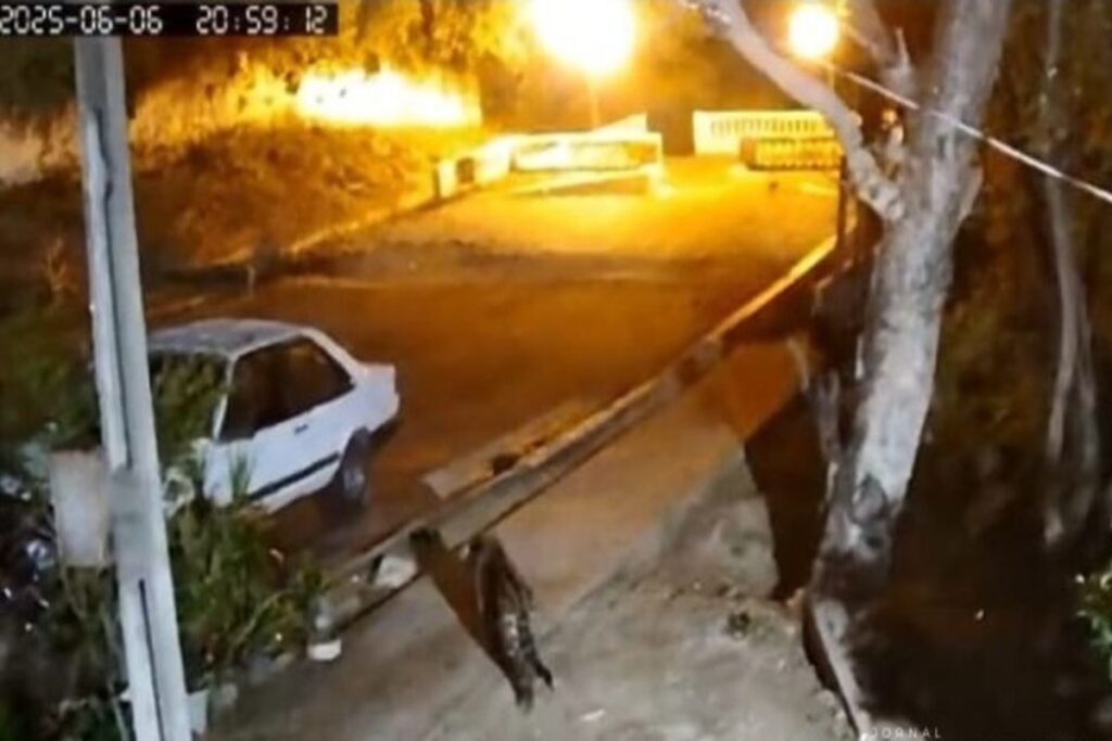 video.-apos-ataque-frustrado-a-cao,-onca-volta-a-casa-em-corumba