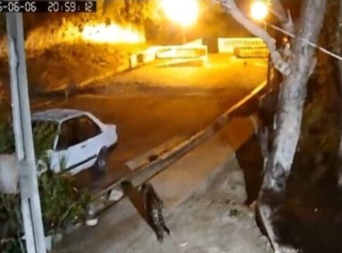 video.-apos-ataque-frustrado-a-cao,-onca-volta-a-casa-em-corumba