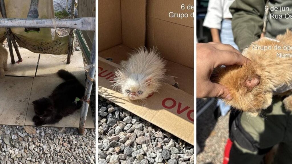 em-sc,-45-gatos-persas-sao-encontrados-em-situacao-de-maus-tratos