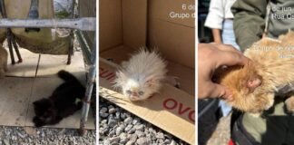 em-sc,-45-gatos-persas-sao-encontrados-em-situacao-de-maus-tratos