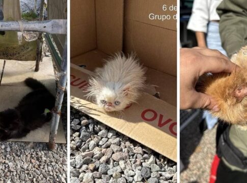 em-sc,-45-gatos-persas-sao-encontrados-em-situacao-de-maus-tratos