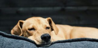 8-sinais-de-que-seu-cachorro-precisa-de-carinho