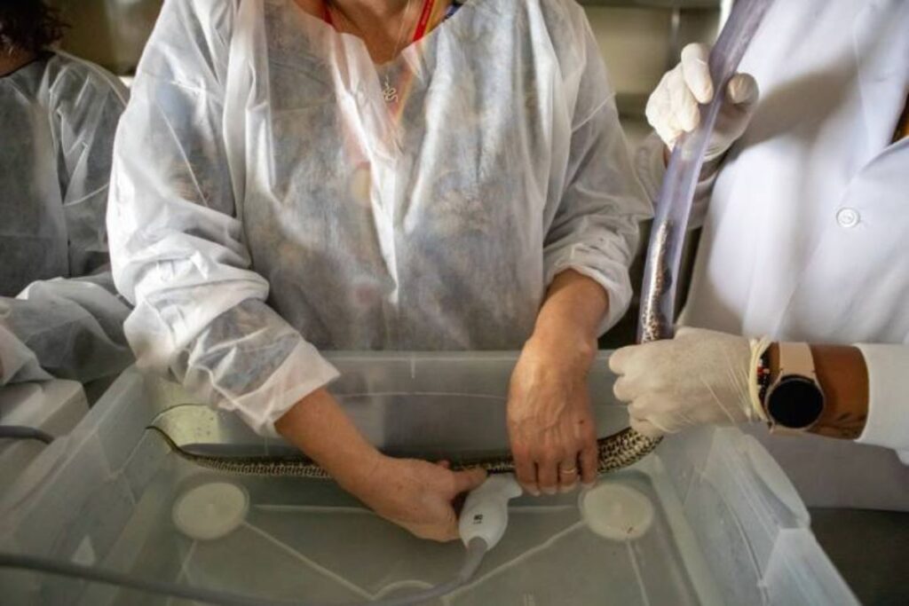 serpentes-tem-pre-natal-e-licenca-maternidade.-entenda