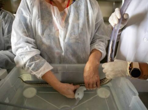 serpentes-tem-pre-natal-e-licenca-maternidade.-entenda