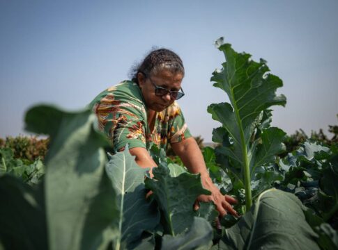 assentamento-no-df-da-exemplo-com-producao-agroecologica-de-organicos