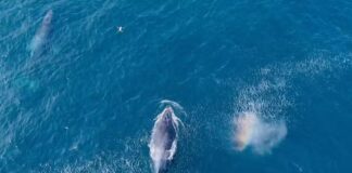video:-baleias-jubarte-dao-espetaculo-no-mar-de-arraial-do-cabo