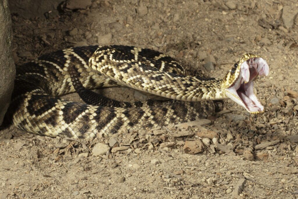 perigo-letal:-conheca-as-cobras-mais-perigosas-do-mundo