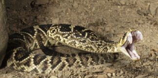 perigo-letal:-conheca-as-cobras-mais-perigosas-do-mundo