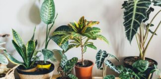 conheca-a-planta-natural-que-afasta-rato,-barata-e-aranha-da-sua-casa