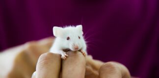 deficiencia-de-ferro-pode-mudar-o-sexo-biologico-de-embrioes-de-ratos
