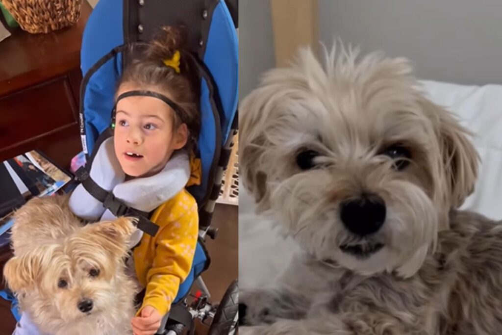pet-procura-todos-os-dias-por-“minitutora”-que-morreu-ha-um-ano;-video