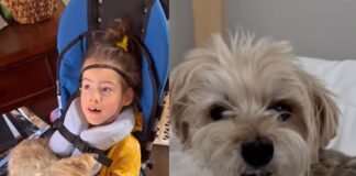 pet-procura-todos-os-dias-por-“minitutora”-que-morreu-ha-um-ano;-video