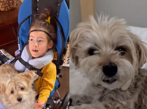 pet-procura-todos-os-dias-por-“minitutora”-que-morreu-ha-um-ano;-video