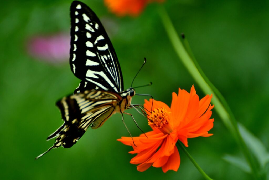 fossil-de-fezes-revela-que-borboletas-existem-ha-mais-tempo-que-flores