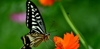 fossil-de-fezes-revela-que-borboletas-existem-ha-mais-tempo-que-flores