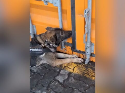 receita-faz-a-maior-apreensao-de-cocaina-em-4-anos-no-porto-de-santos