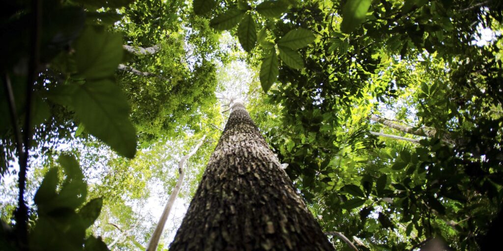 potencial-de-estados-com-credito-de-carbono-na-amazonia-passa-de-10-bi