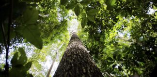 potencial-de-estados-com-credito-de-carbono-na-amazonia-passa-de-10-bi