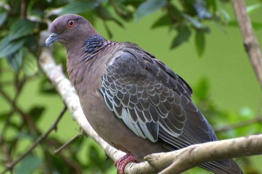 gripe-aviaria:-estacoes-do-metro-e-escolas-pedem-inspecao-sanitaria