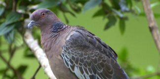 gripe-aviaria:-estacoes-do-metro-e-escolas-pedem-inspecao-sanitaria