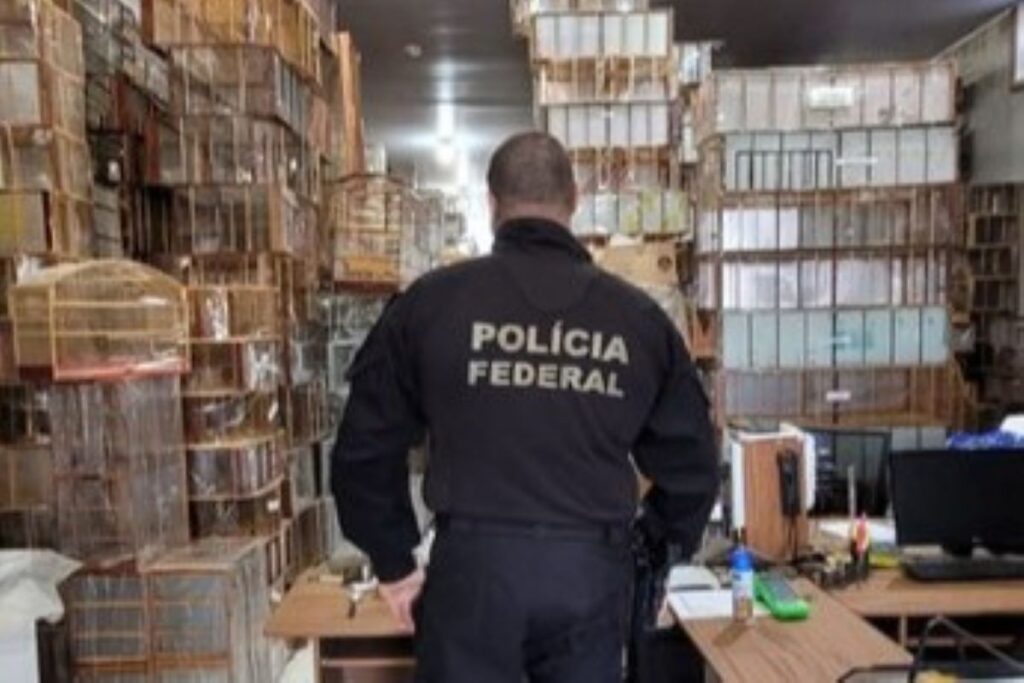 flagrante-da-pf-encontra-aves-silvestres-congeladas-no-freezer-em-sp