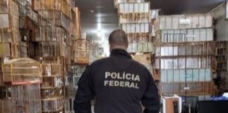 flagrante-da-pf-encontra-aves-silvestres-congeladas-no-freezer-em-sp