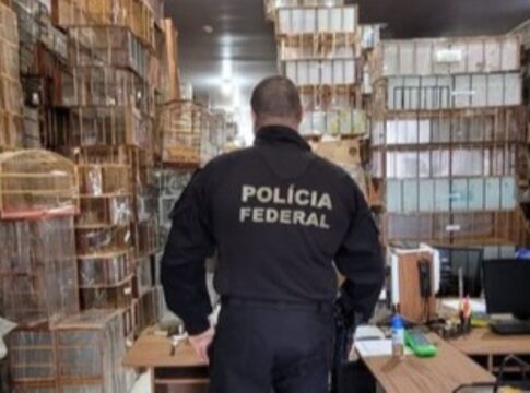 flagrante-da-pf-encontra-aves-silvestres-congeladas-no-freezer-em-sp