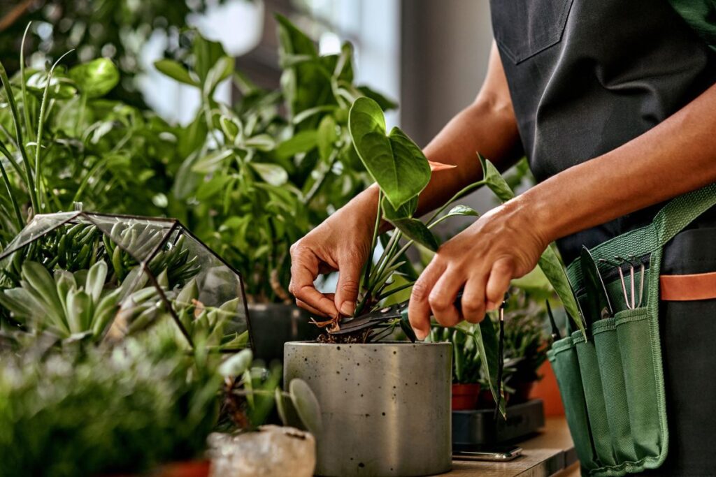 3-plantas-para-afastar-a-inveja-e-proteger-seu-lar-do-mau-olhado