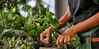 3-plantas-para-afastar-a-inveja-e-proteger-seu-lar-do-mau-olhado