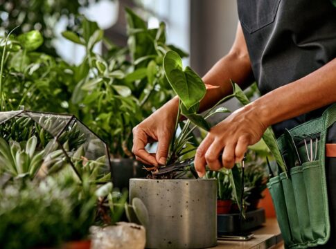 3-plantas-para-afastar-a-inveja-e-proteger-seu-lar-do-mau-olhado
