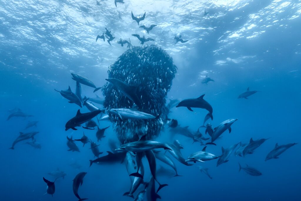 documentario-da-disney+-alerta-para-colapso-global-dos-oceanos