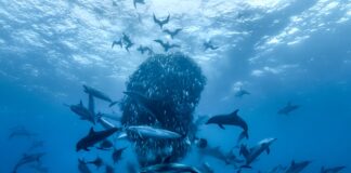 documentario-da-disney+-alerta-para-colapso-global-dos-oceanos