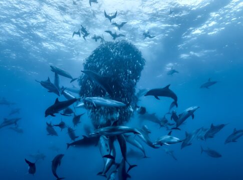 documentario-da-disney+-alerta-para-colapso-global-dos-oceanos