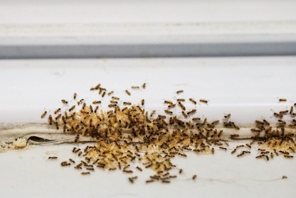formigas-nunca-mais:-elimine-esses-insetos-da-casa-e-do-jardim