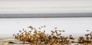 formigas-nunca-mais:-elimine-esses-insetos-da-casa-e-do-jardim