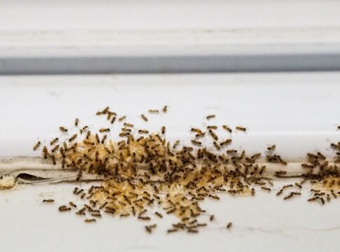 formigas-nunca-mais:-elimine-esses-insetos-da-casa-e-do-jardim