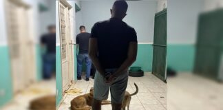 clinica-do-terror:-falso-veterinario-matou-caes-e-gatos-apos-cirurgias
